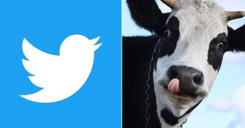 ‘গরু’ লেখা টুইট মুছে দিচ্ছে টুইটার